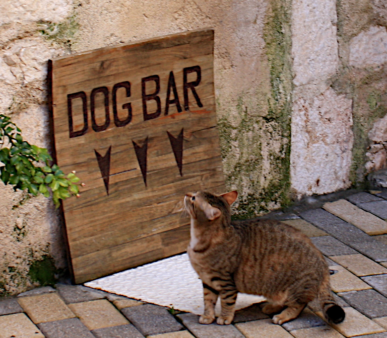 Label cat or not